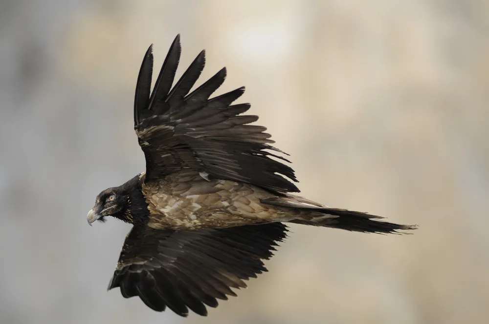 Vautour fauve en vol au-dessus des Grands Causses