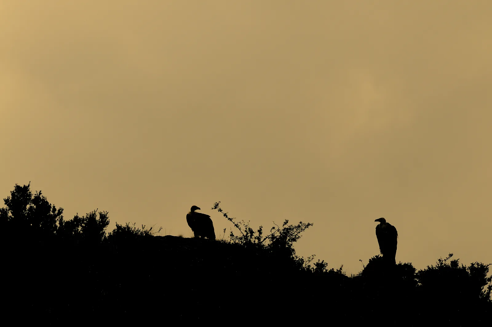 Vautours perchés sur une crête au coucher du soleil