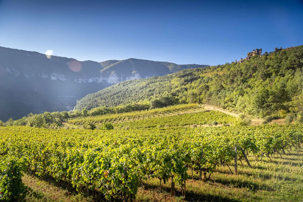 Vignoble ensoleillé avec le viaduc de Millau en arrière-plan